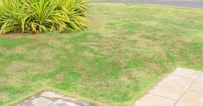 Gardener warns sneaky pest could be discolouring your lawn to 'yellow or brown'
