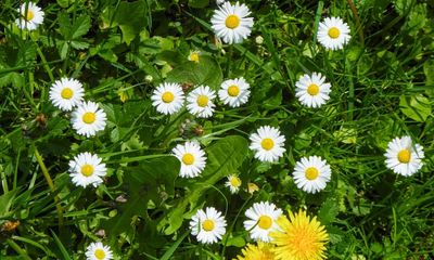Leaving grass to grow is easier, looks good, and supports pollinators