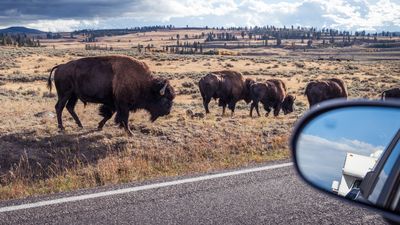 Yellowstone bison tears through tourists' car tire like a knife through butter