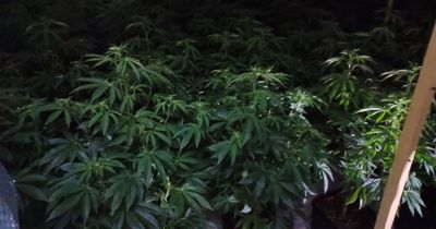 Police shut down Mapperley cannabis farm with 100 plants inside