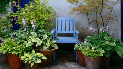 Hostas care and growing guide – get the most out of these leafy beauties