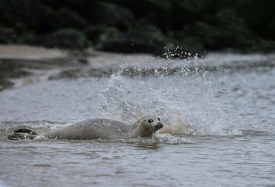 Belgium learns to share its beaches with sleepy seals