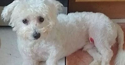 'I took my dog to the groomers and ended up paying £200 for him to have leg surgery'