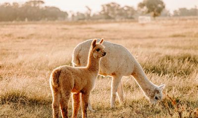 Herd the news? Australian alpaca numbers near 400,000 after baby boom