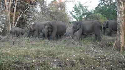 Elephant population estimation to be done in 4 southern States from May 17