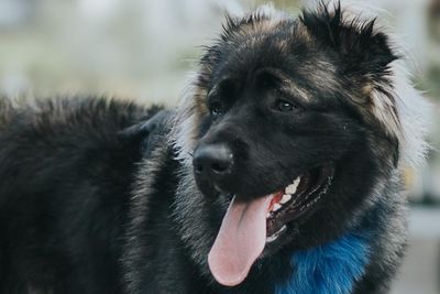 Owner fined after dog bites police officer on testicles