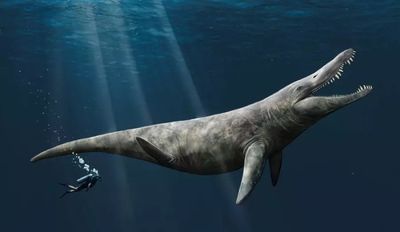 'Truly gigantic' Jurassic sea monster remains discovered by chance in museum