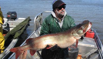 Looking at the 40-pound benchmark for Illinois muskies