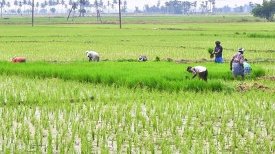 Kharif: Dip in paddy sowing, marginal increase in millet cultivation