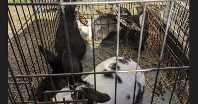 Seven rabbits found cooped up in cages dumped in Manchester alleyway