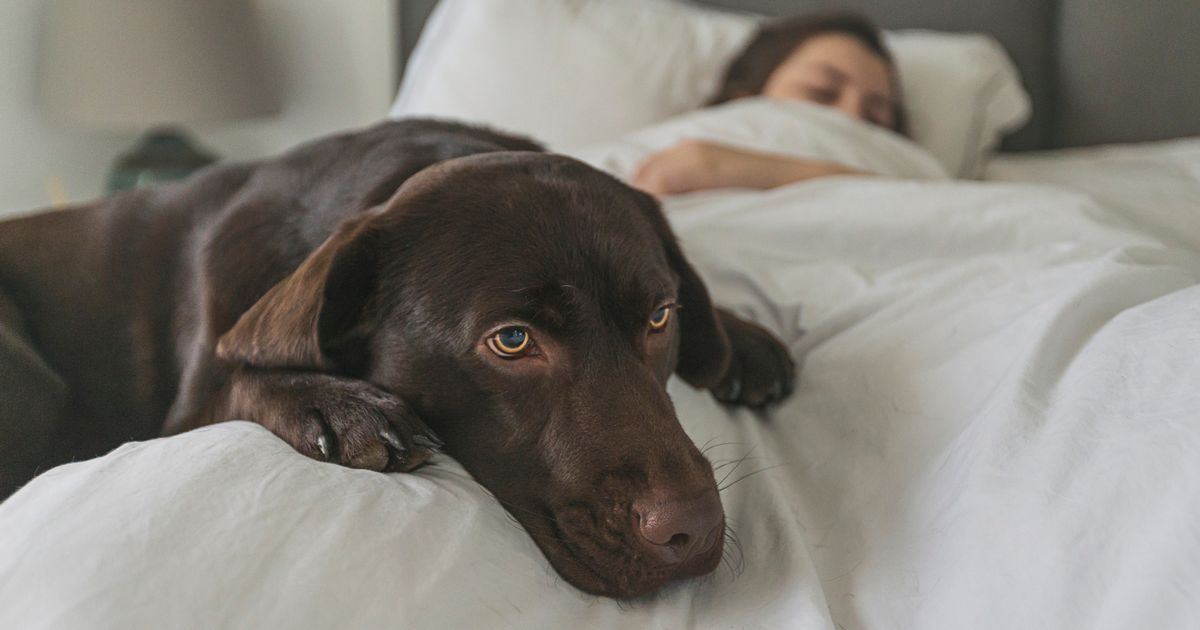 Vet's urgent warning against dog bedtime mistake that…