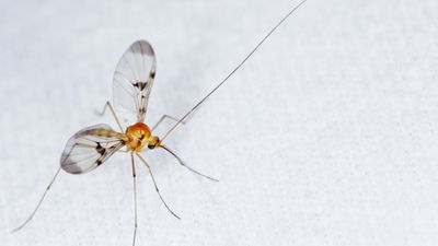 How to keep gnats out of your room – pest controllers recommend these 10 tricks
