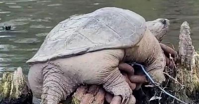 Giant snapping turtle in Chicago river nicknamed 'Chonkosaurus' spotted by kayakers