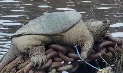 Chonk the snapping turtle delights locals with Chicago River appearance