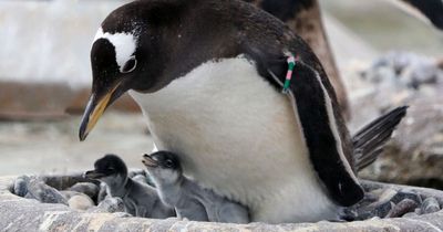 Edinburgh Zoo penguins foster newborn chicks in adorable new snaps