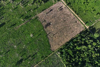 Deforestation in Brazil's Amazon falls 68% in April, first major drop under Lula