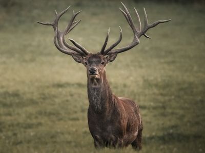 Wildlife criminals linked to violent crime, drugs and firearms, study claims