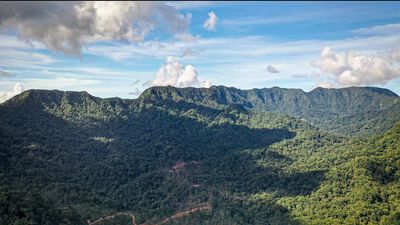 Australian man behind attempt to log a 'precious relic' of Solomon Islands rainforest