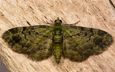 Volunteers sought for the battle to save the endangered bogong moth