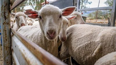 Livestock prices fall sharply this week with 'red ink everywhere' for cattle and sheep producers