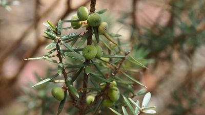 Blueberry family has new member after workers investigate strange plant species by roadside