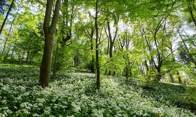 Excessive foraging for wild garlic and mushrooms in UK ‘a risk to wildlife’