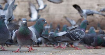 'Our nightmare neighbour keeps feeding pigeons - it's so bad we can't leave our home'