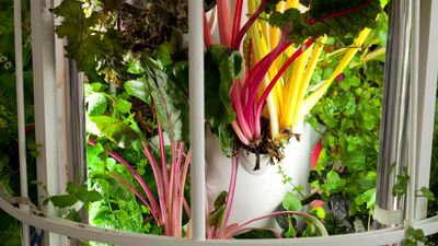 What can you grow in a hydroponic garden? Experts explain how to use them for lush indoor planting