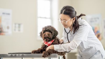 Trainer shares four tips for less stressful vet visits — and number three is a game-changer!