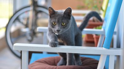 Seven gorgeous gray cat breeds that make wonderful companions