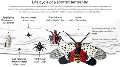 Charted: The spotted lanternfly returns