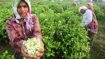 Andhra Pradesh: Pedana jasmine bears the brunt of climate change