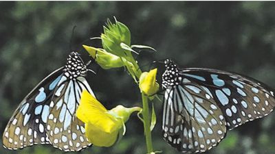 Studies on migration patterns of milkweed butterflies and their feeding habits can help protect them, say researchers