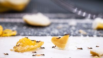 How to get rid of ants in the kitchen – and stop them coming back