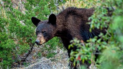 "Bears are gonna bear" – wily animal caught breaking into truck to find lunch