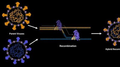 What’s in a name? Group behind SAR-CoV-2 variants’ nicknames hopes to bring science closer to people