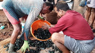 Mussels bring a fortune to farmers of Murukallingal