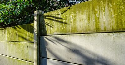 'Natural' options to remove green algae stains from fence 'effectively'
