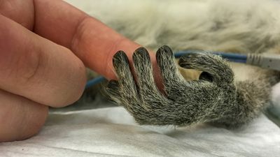 See the winners of the Veterinary Photographer of the Year 2023