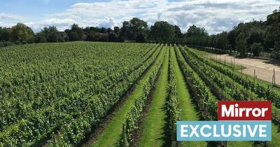 Global warming means Brit county could rival France for producing best wines