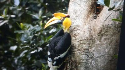 Great hornbill chick being raised by mother following its pair’s death found dead in nest near Coimbatore