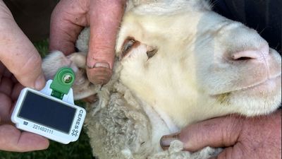 Eartag satellite-tracking technology stopping livestock theft, saving farmers milions of dollars