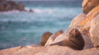 Fur seal population divides Narooma over impact on tourism, fishing and economy
