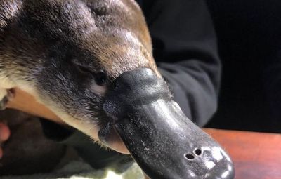 After 50 years, platypus couples make their home in Sydney once more