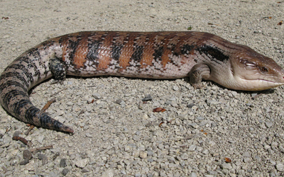 Police swoop on alleged wildlife smuggler heading to Hong Kong with Australian lizards