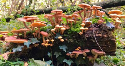 Brain-altering fungi could lead the next frontier in mental health care