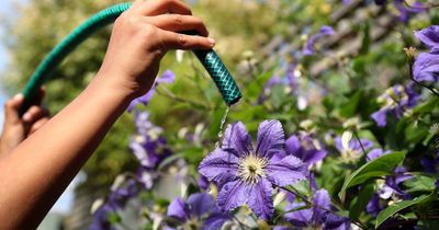 Gardening tips to make the most of small spaces, balconies and patios