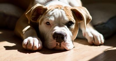 Calls for American bulldogs be banned but trainers say no