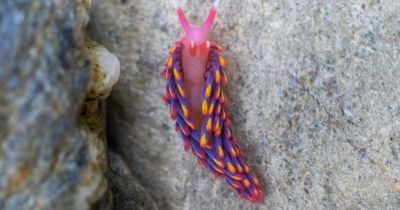 'Very rare' and mysterious creature that looks like a Flump spotted on UK beach