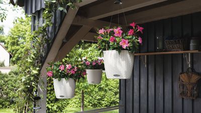 6 hanging basket mistakes – ensure these common errors don't ruin your seasonal displays
